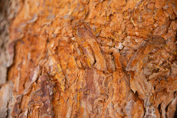 Close Up of Bark on Tree Stump. Old tree. many years old.