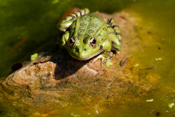 Green-skinned frog resting in the sun on a water lily leaf in a pond.