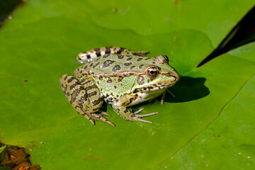 Green-skinned frog resting in the sun on a water lily leaf in a pond.