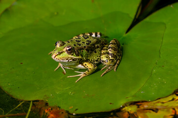Green-skinned frog resting in the sun on a water lily leaf in a pond.