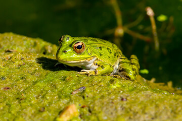 Green-skinned frog resting in the sun on a water lily leaf in a pond.