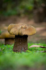 Beautiful yellow mushroom in the jungle with natural view backgrounds selective focus images.