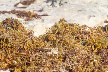 Algae pollute a beach in Mexico. A bunch of seaweed washed ashore.