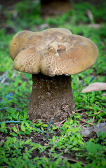 Beautiful yellow mushroom in the jungle with natural view backgrounds selective focus images.