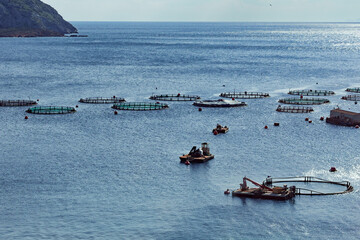 Obraz premium Aquaculture settlement, fish farm with floating circle cages around bay of Attica in Greece.