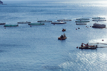 Naklejka premium Aquaculture settlement, fish farm with floating circle cages around bay of Attica in Greece.