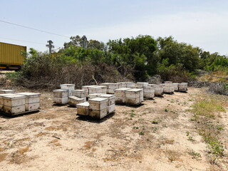 A beehive from a tree stands on an apiary. The houses of the bees are placed on the green grass in the mountains. Private enterprise for beekeeping.