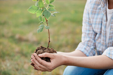 Closeup of careful hands of a woman planting a young raspberry plant, female holding raspberry seedling for planting in the ground, outdoor spring working.