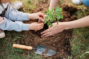 Careful hands of a woman and a child planting a young raspberry plant in the ground, female holding...