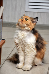 Calico Siberian cat - 503774235