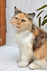 Calico Siberian cat - 503774237
