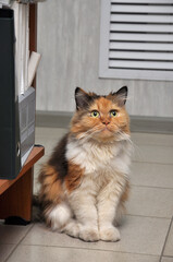 Calico Siberian cat - 503774238
