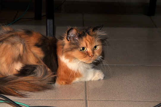 Calico Siberian cat