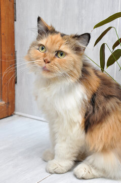 Calico Siberian cat
