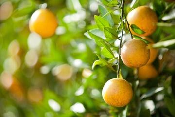 Close up of Oranges on an Orange Tree Citrus Grove in Florida with Damage from Citrus Greening and Bugs - obrazy, fototapety, plakaty
