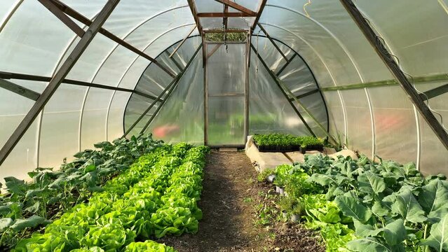 Green lettuce kohlrabi greenhouse folio field aerial drone farm farming harvest land turnip white garden bio organic Brassica oleracea gongylodes gourd fresh cucumiform fruits vegetables