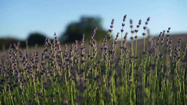 Fields of lavender flower blooming fragrant in endless rows at sunset. Selective focus on bushes of lavender purple fragrant flowers in the lavender fields.