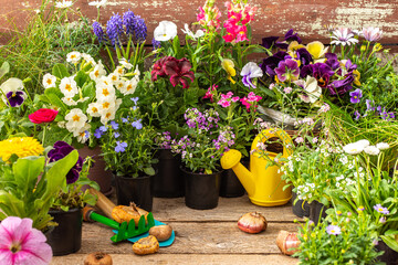 Spring work in the garden and at home, planting decorative flowers, spring and summer flowers in pots and gladiolus bulbs on a wooden background, a watering can and a rake with a shovel