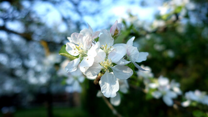 Im Frühling Apfelbaum in voller Pracht in der Blüte