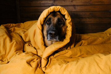 German Shepherd is lying in bed on yellow bedding wrapped in blanket with head and warming. The dog...