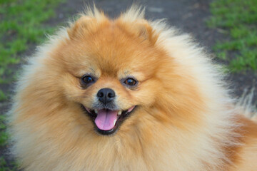 Spitz dog. Very beautiful dog. Fluffy dog. Love. Background.