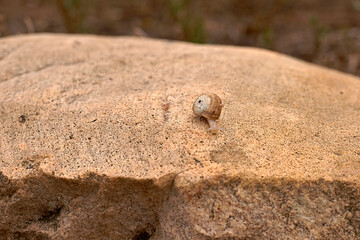 Solitary snail moving over big brown stone