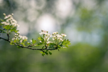 hawthorn blooming tree in spring