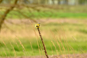 Motacilla flava yellow wagtail sits on dry grass.