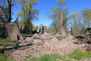 bosco di casale monferrato in italia