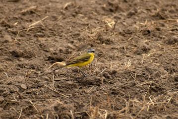 Motacilla flava yellow wagtail looking for food on plowed land.
