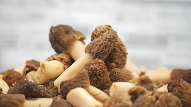 A bunch of morel mushrooms rotates on a gray background