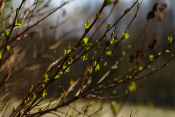 Spring tree in the garden. Green leaves are blooming