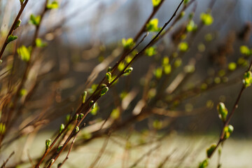 Green leaves are blooming in the garden
