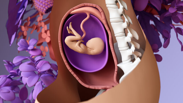 Travel of the embryo to newborn, 
Fertilization, Embryo Development, the blastocyst implantation and Fetal Development.