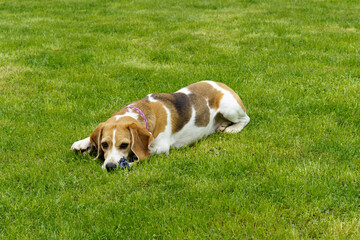 Cute tree color beagle dog on green grass