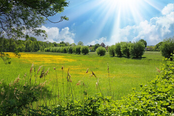 Beautiful rural typical lower rhine landscape, green meadow, pollard willow trees, yellow buttercup flowers field, blue summer sky, sun rays - Viersen, Germany - obrazy, fototapety, plakaty