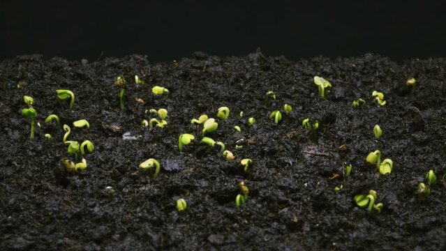 Seeds germinate from black soil, close-up, macro timelapse