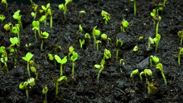 Seed germination in black soil close-up, macro timelapse