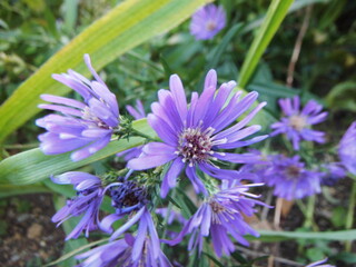 薄紫色のたんぽぽに似た花