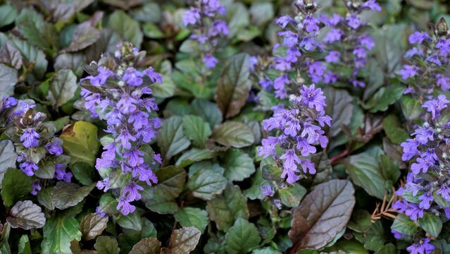 Beautiful blue and violet flowers of Ajuga genevensis also known as Geneva bugleweed