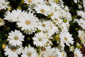 A display of bright white flowers in bloom during spring. Large African Daisies with pure white petals. Beautiful floral background 