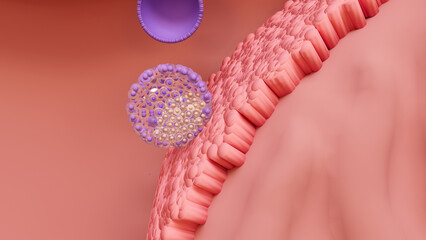 Travel of the embryo to newborn, 
Fertilization, Embryo Development, the blastocyst implantation and Fetal Development.
