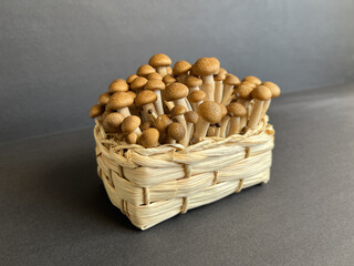 Fresh beige shimeji mushrooms in a wicker basket on a dark background.