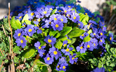 Fototapeta premium blue flowers in the park macro