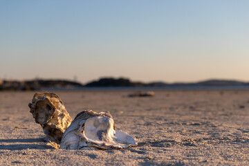 Two sea shells laying in the sand on a shore in Scandinavia