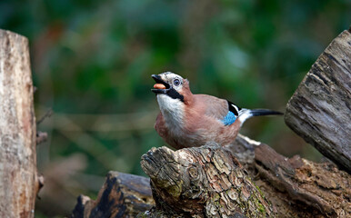 Eurasian jay collecting nuts to cache