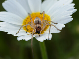 Spider on a daisy.