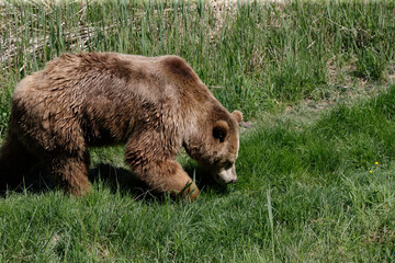 Braunbär