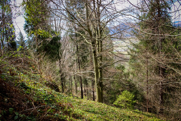 Carpathians, Western Ukraine coniferous forest 