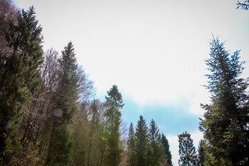 Carpathians, Western Ukraine coniferous forest 